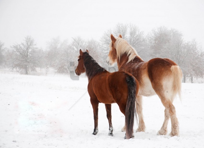 couple horse snow winter wallpaper Isolated Graphic on Clear Transparent PNG