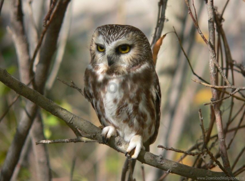 bird branch hunting owl predator sit tree wallpaper HD transparent PNG