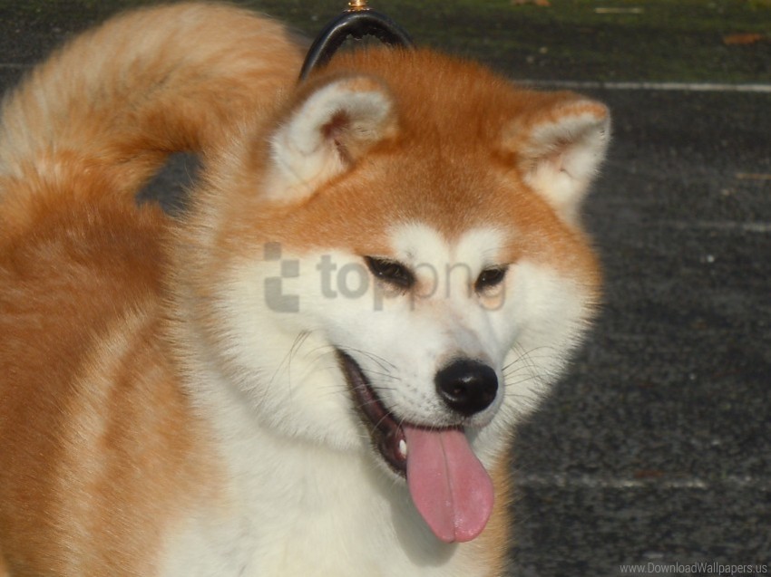 akita inu face tired tongue wallpaper Clean Background Isolated PNG Object