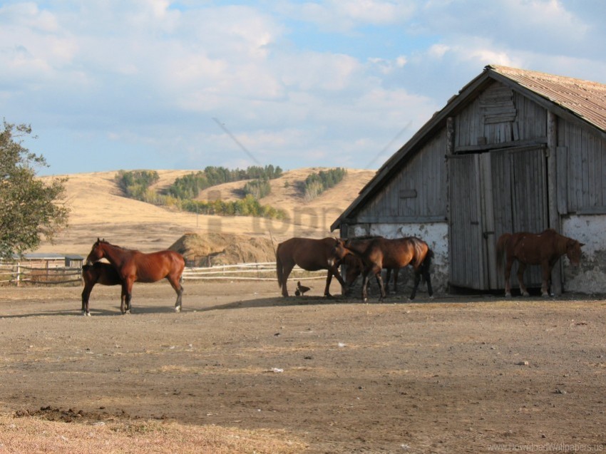 animals farm herd horse kazakhstan village wallpaper PNG transparent photos assortment