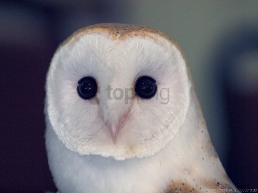 barn owl bird color dangerous eyes owl predator wallpaper Isolated Element in Clear Transparent PNG