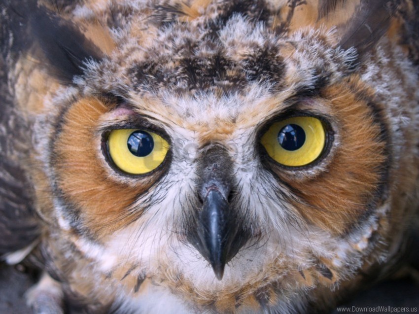 beak bird face owl predator wallpaper Transparent Background PNG Isolated Icon