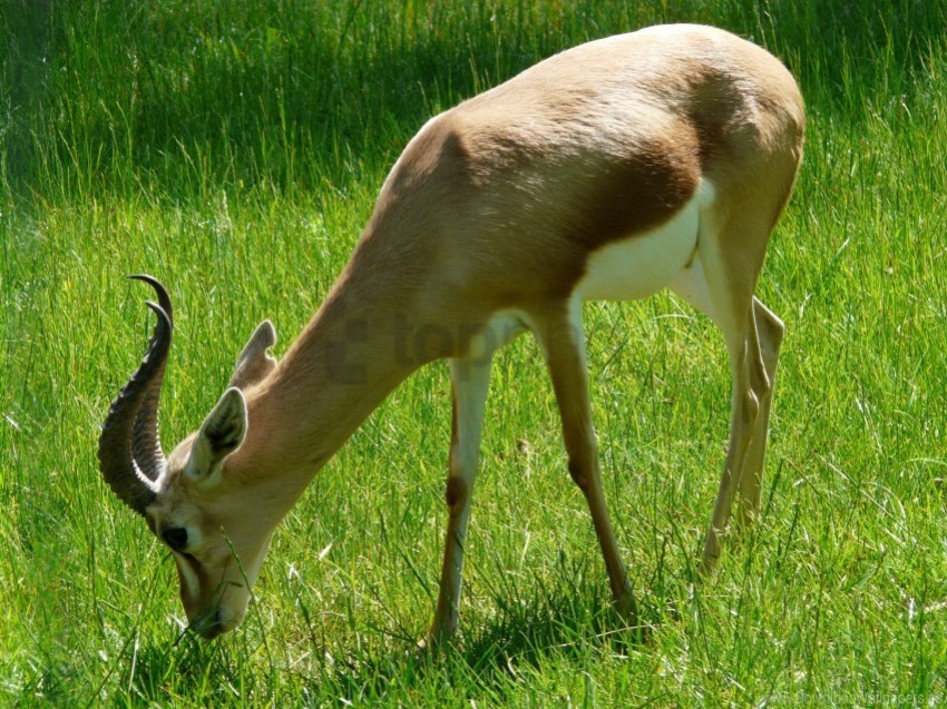 beautiful eating gazelle grass walk wallpaper Clear PNG pictures free