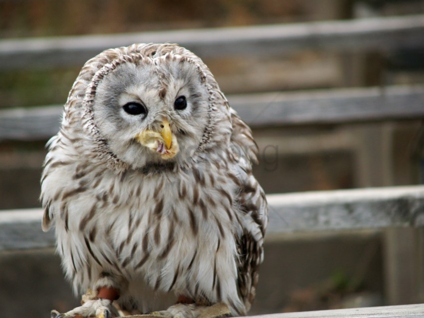 bird eating owl predator wallpaper PNG files with no background free