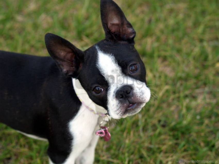 boston terrier face puppy surprise walk wallpaper PNG images without subscription