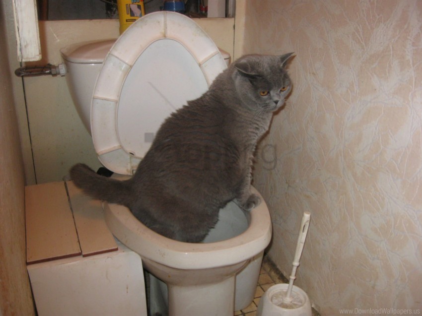 cat cultural funny toilet wallpaper Free PNG images with alpha transparency compilation
