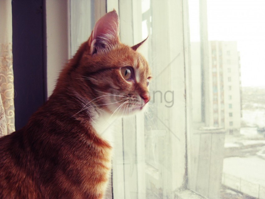 cat curious looks out the window red wallpaper PNG for personal use