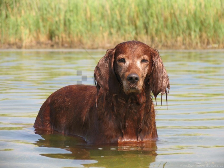 cocker dog ears river spaniel wet wallpaper Clear background PNG elements