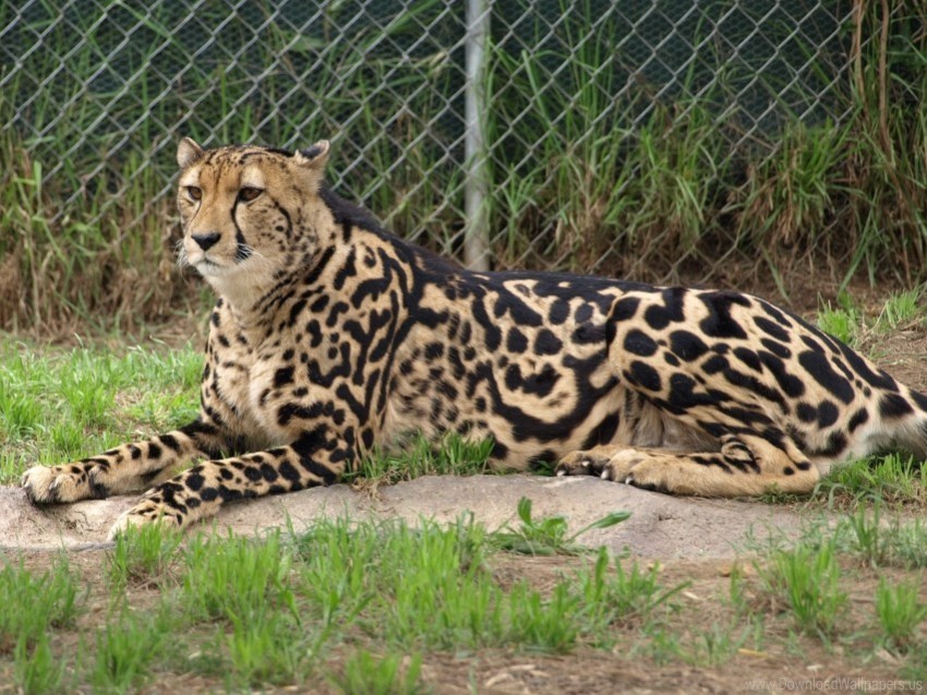 color king cheetah lying predator wallpaper Isolated Item on Transparent PNG
