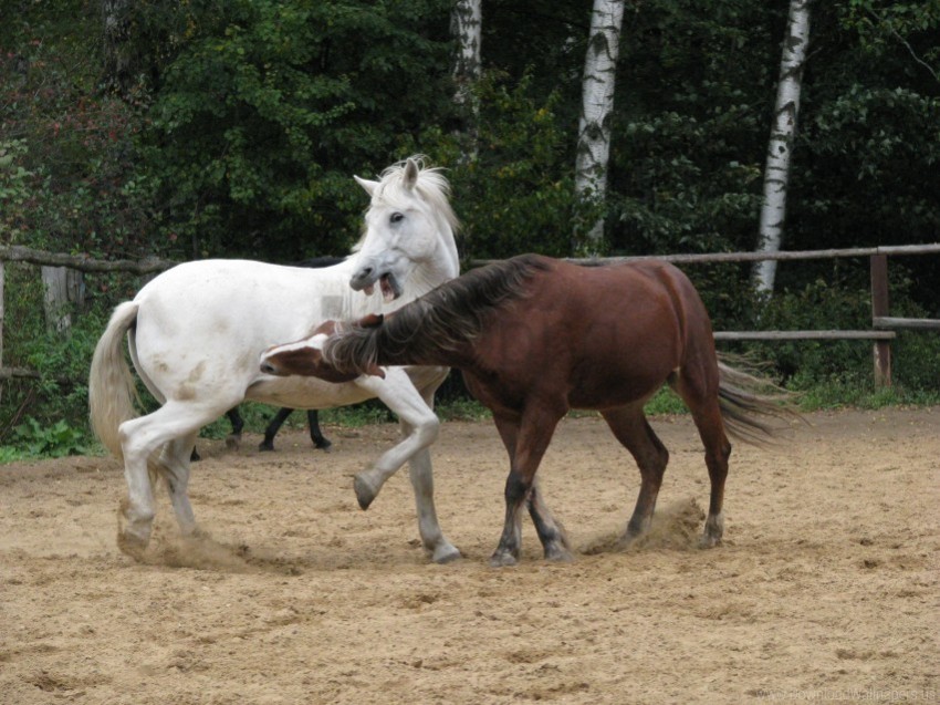 couple horse sand stables wallpaper PNG images with transparent layer