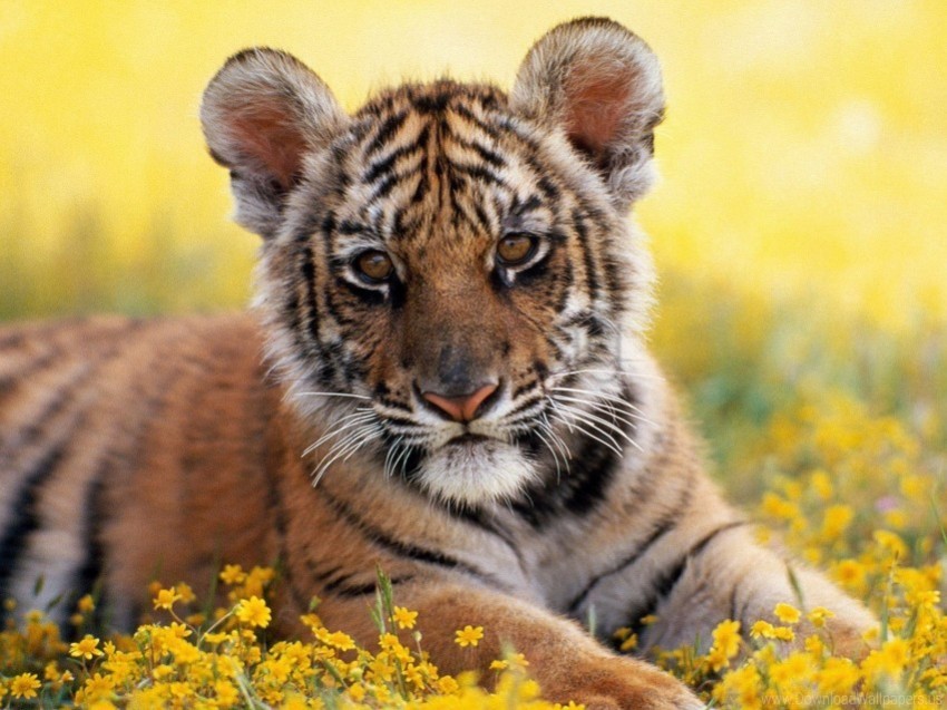 cub flowers grass tiger wallpaper PNG Image with Isolated Artwork