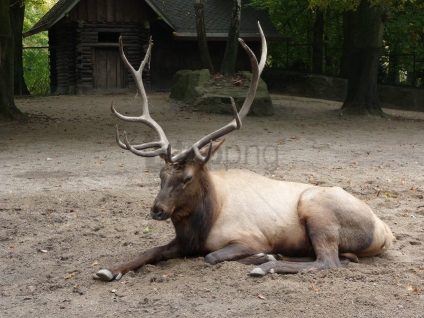 deer lying wapiti zoo wallpaper PNG Graphic with Transparent Isolation