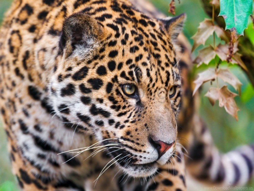 eyes jaguar muzzle spotted wallpaper Clear Background Isolated PNG Icon