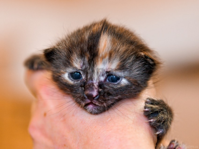 Face Hand Kitten Wallpaper Isolated Element On HighQuality Transparent PNG