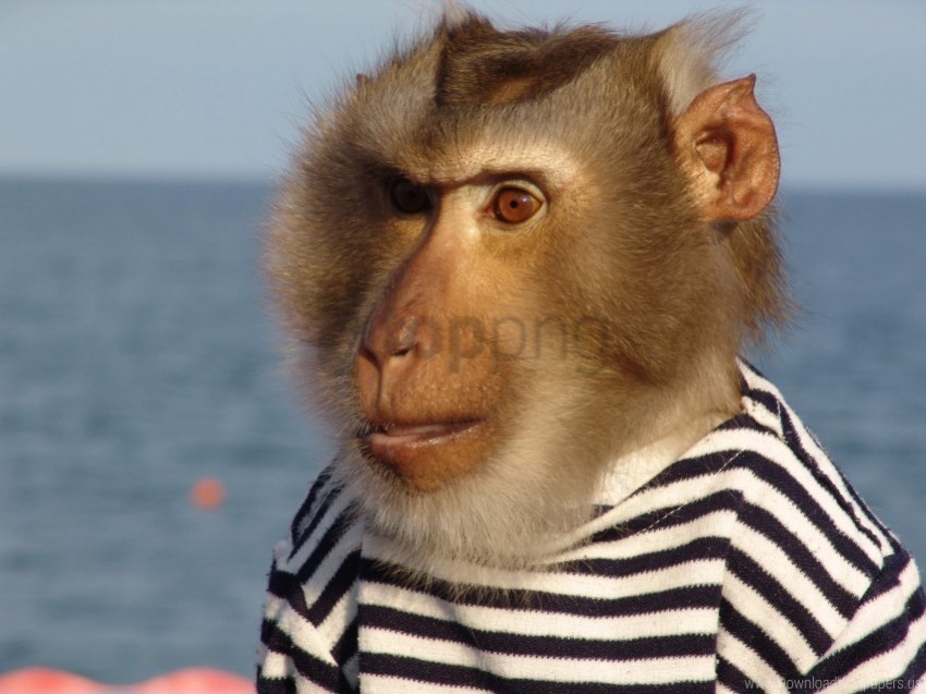 face jacket monkey sailor wallpaper Transparent PNG images for graphic design