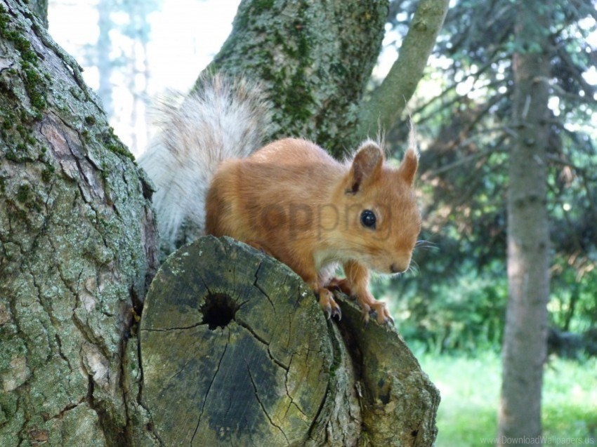 face peep squirrel tree wallpaper Isolated Artwork on Clear Transparent PNG