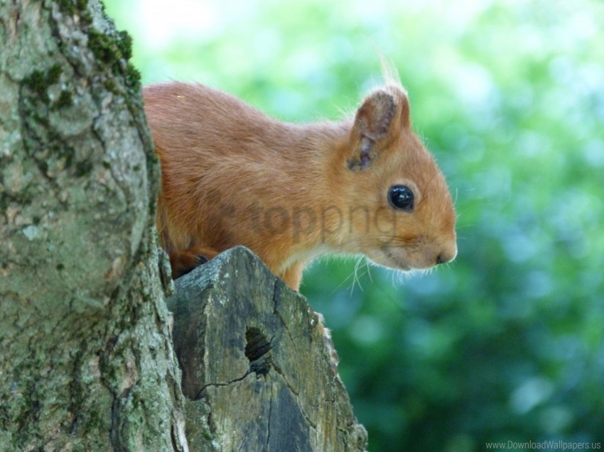 face peep squirrel tree wallpaper Transparent PNG graphics archive