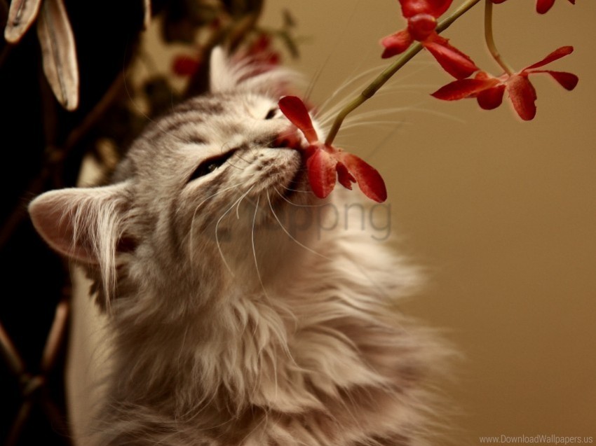 flower kitty smell wallpaper ClearCut PNG Isolated Graphic