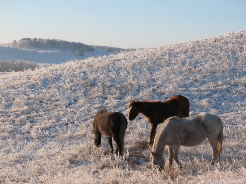 frost herd horse mare pasture winter wallpaper PNG images transparent pack