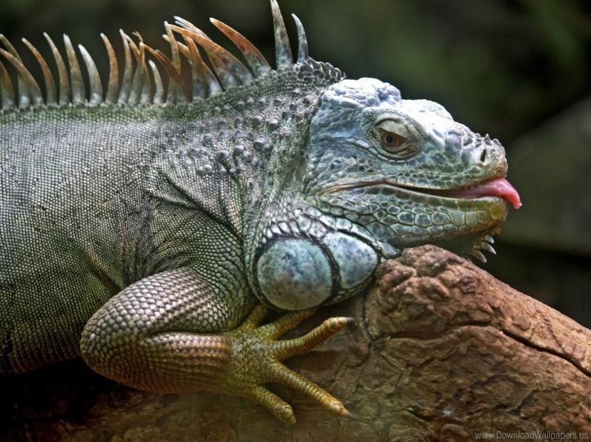 iguana jungle lizard reptile wallpaper PNG photo with transparency