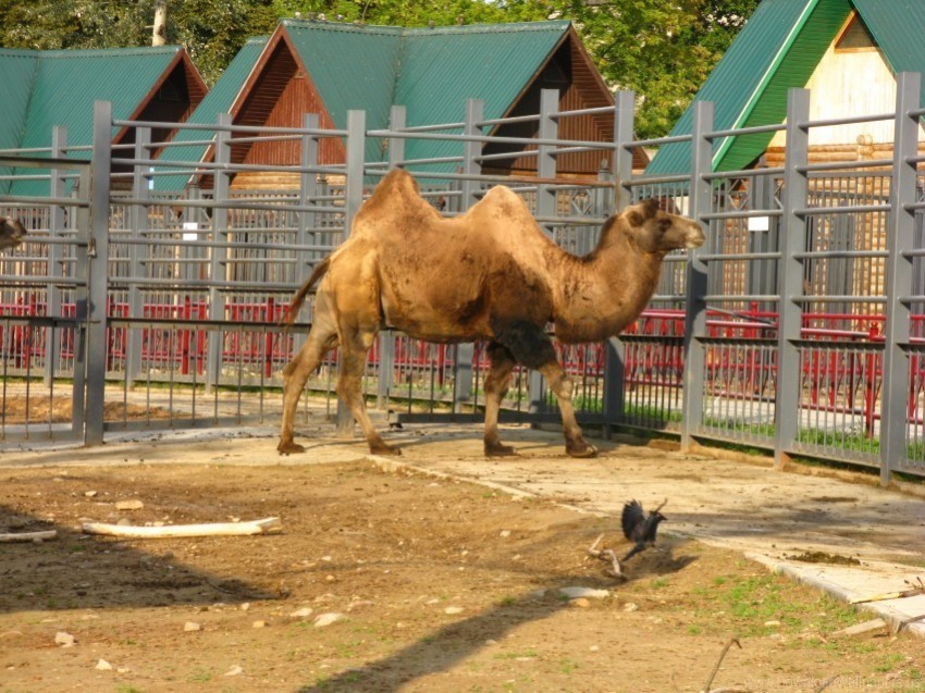 old tall two-humped camel zoo wallpaper Transparent PNG Isolated Item