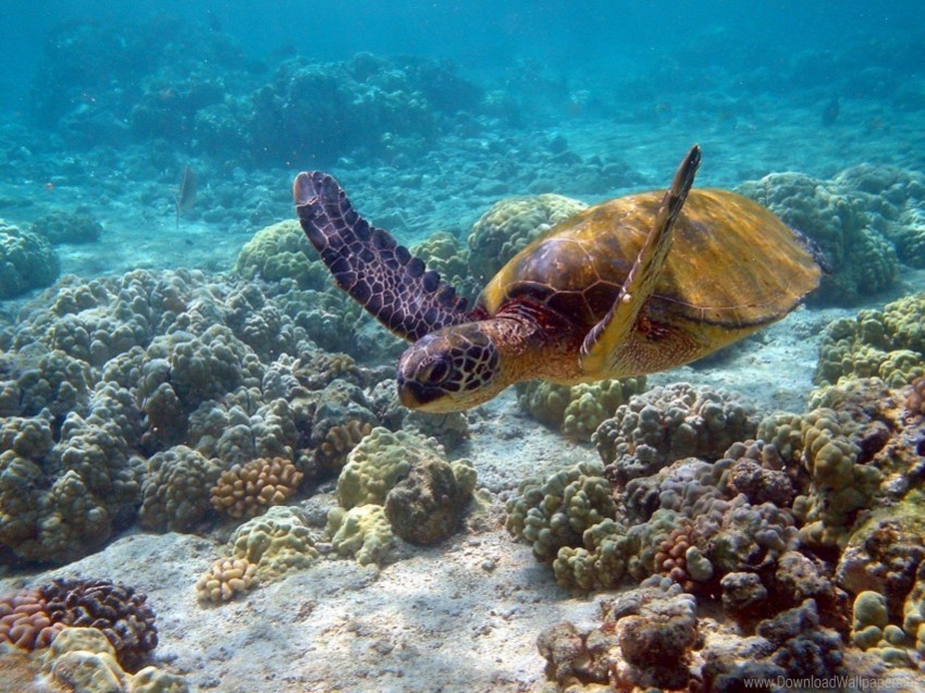 swim turtle underwater wallpaper PNG transparent designs