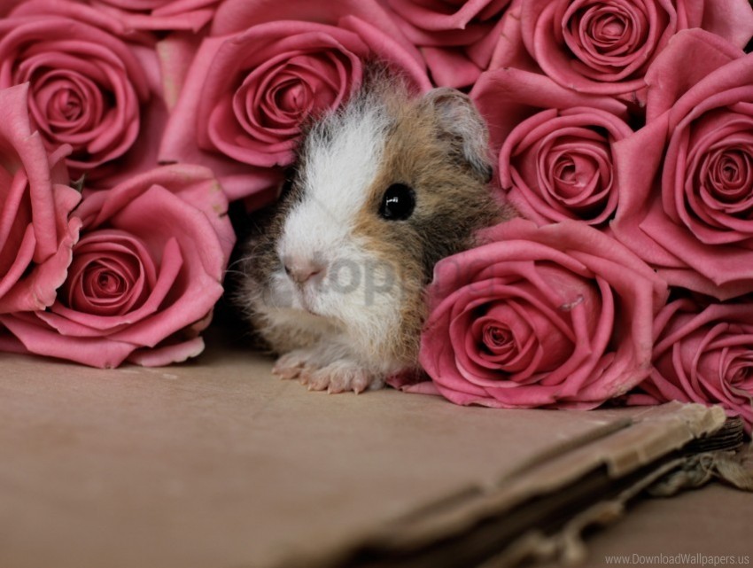 guinea pig peep pink rodent wallpaper Isolated Artwork on Transparent Background PNG