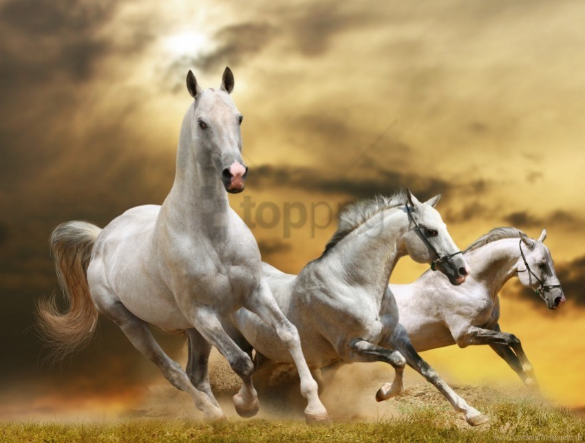 dust freedom grass horse race sky wallpaper No-background PNGs
