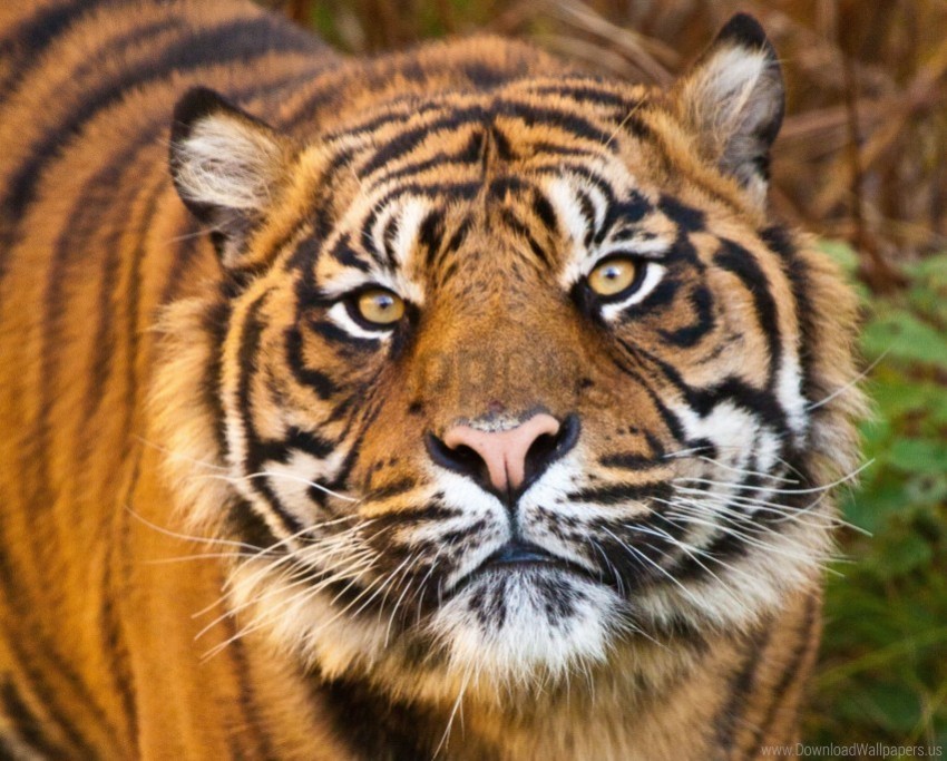 eyes face predator tiger wallpaper PNG for mobile apps