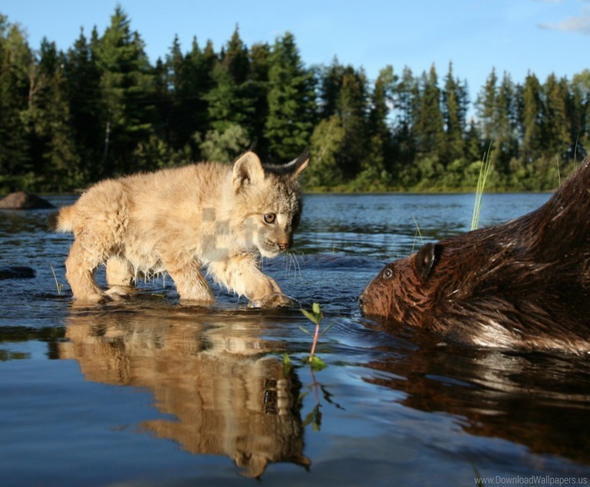 beaver cub lynx river wallpaper PNG Image with Isolated Artwork