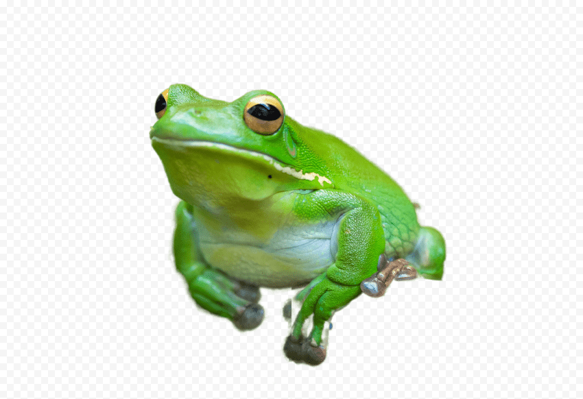 Filterpepe The Frog - Pepe The Frog Filter Transparent Background PNG Stock