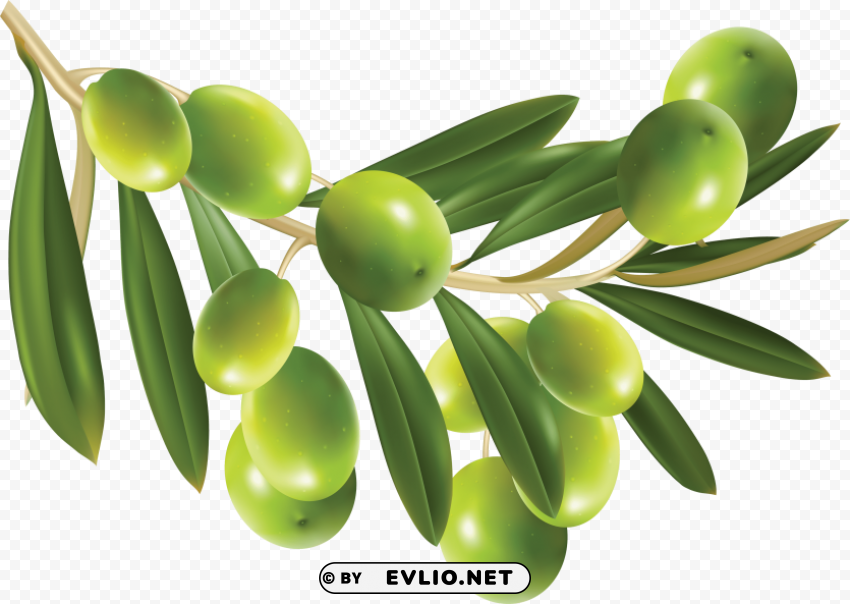 Olives PNG Files With No Backdrop Required